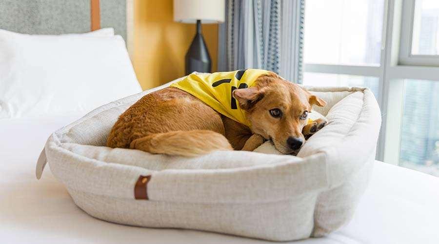 Sentral Michigan Avenue Aparthotel Chicago Voorzieningen foto A dog in a dog bed